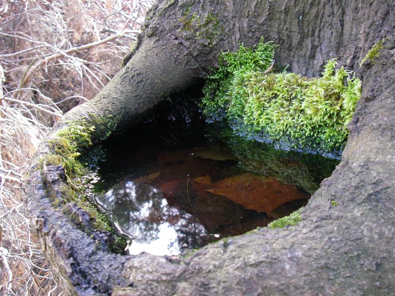 Baum mit eingebautem Teich